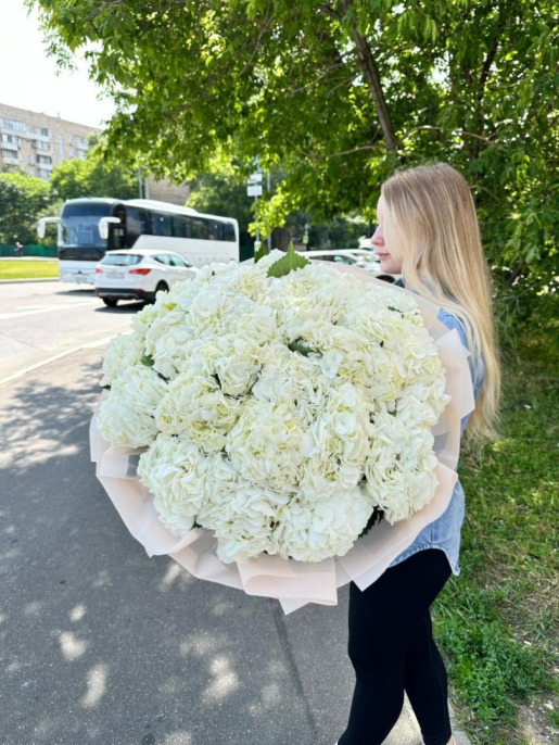 Букет из 25 белых Гортензий Голландия
