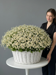 Букет из 251 кустовой ромашки в корзине