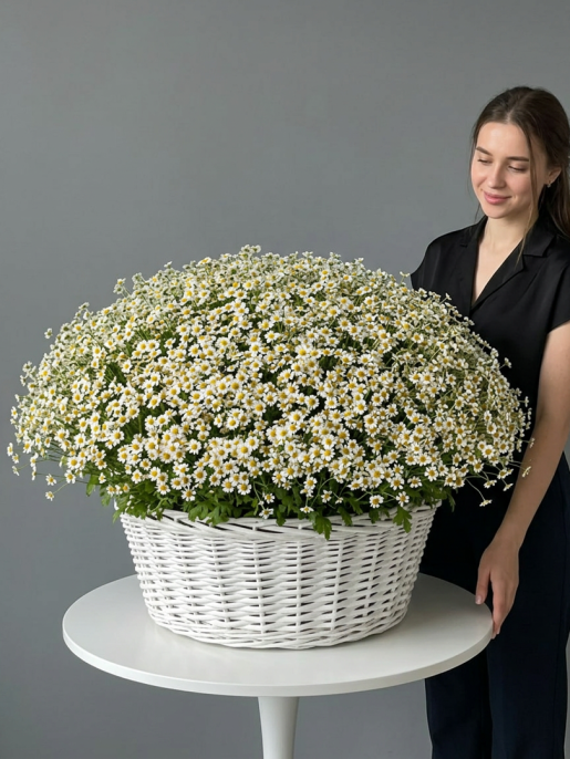 Букет из 251 кустовой ромашки в корзине