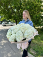 Букет из 25 белых Гортензий Голландия