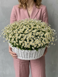 Букет из 101 кустовой ромашки в корзине