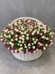 Корзина из 501 Белого и Фиолетового Тюльпана