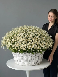 Букет из 251 кустовой ромашки в корзине